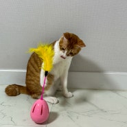 고양이 혼자 놀 수 있는 다이소 고양이 장난감 깃털 오뚝이