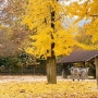 [2박3일 서울여행] #2일차 : 아난티앳강남 쁘아송 조식뷔페, 서울대공원 동물원, 우정양곱창