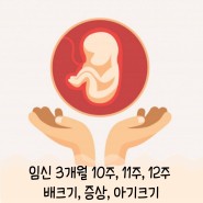 임신 3개월 10주, 11주, 12주 배크기 증상 아기크기