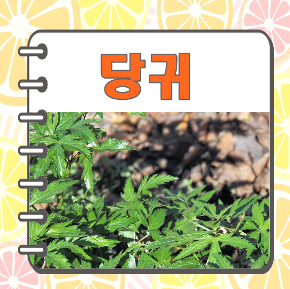 당귀 효능 산당귀 잎 뿌리 약재료 쓰이는 당귀차 효능 : 네이버 블로그