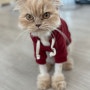 고양이 옷 고르기 요령 / 버터의 빨간 후드티 착용