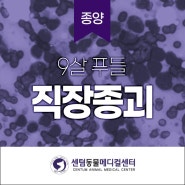 부산 강아지 직장종괴 수술 - 종양 전문 24시 센텀동물메디컬센터 연산점