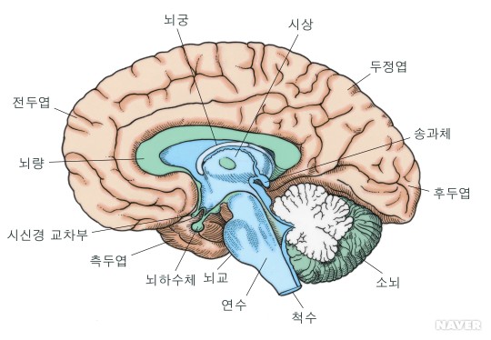 제주 필라테스 소뇌의 기능 : 미스터리 풀기 : 네이버 블로그