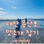 갯벌 체험 _ 태안 몽산포