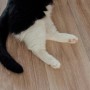 [ 수원 동물병원 ] 고양이 꼬리가 짧은 이유와 역할!