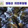 대전 가볼만한곳 단풍 핫플 장태산 자연휴양림 장태산 단풍 대전명소