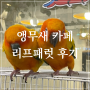 서울 앵무새 카페 리프패럿 전농점 방문 후기! 애완조 앵무새 종류 및 특징