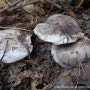 흰굴뚝버섯(사진&채취: 천산법사 2023/10/27 팔공산)