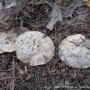 흰굴뚝버섯(사진&채취: 천산법사 2023/10/29 팔공산)