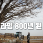 인천 볼음도 백패킹 - 800년 된 은행나무와 새들의 섬 : 솔로캠핑 & 가는법 & 대중교통