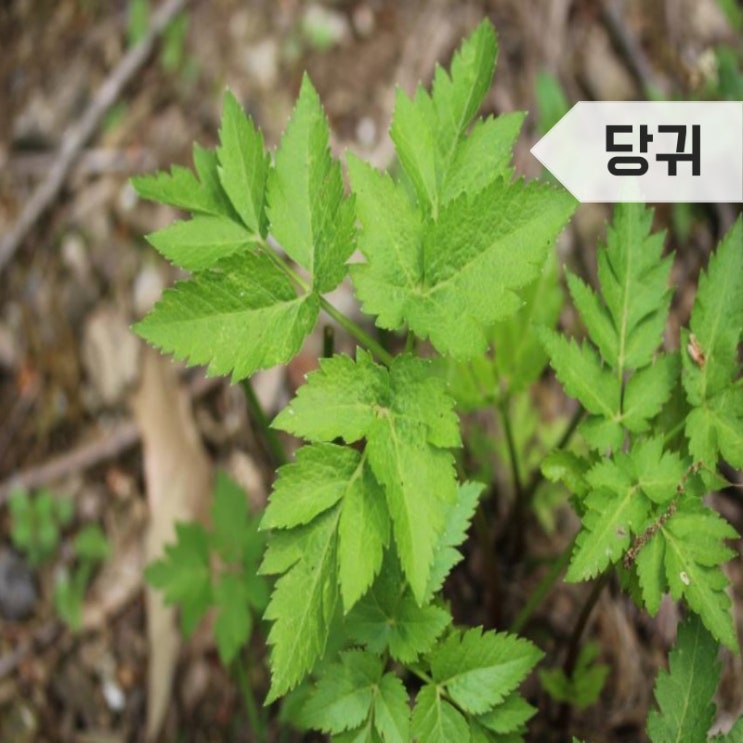 당귀효능 및 부작용 당귀차 만드는법(당귀잎, 당귀수산) : 네이버 블로그