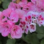 다양한 색상과 무늬의 예쁜 꽃이 피는 제라늄(Geranium)