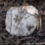 흰굴뚝버섯(사진&채취: 천산법사 2023/11/03 팔공산)