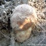 송이버섯(사진&채취: 천산법사 2023/10/29 팔공산)