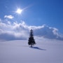 [일본 여행] 홋카이도 3박 4일 비에이 '크리스마스 나무' (2023.02.11~02.14)