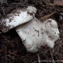 흰굴뚝버섯(사진&채취: 천산법사 2023/10/22 팔공산)