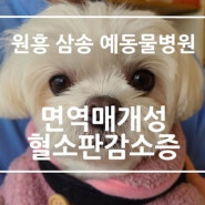 [원흥 삼송 창릉 서오릉 화전 향동 흥도동 용두동 도래울 도내동 예동물병원] 강아지 면역매개성 혈소판 감소증 , Immune-Mediated Thrombocytopenia