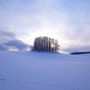 [일본 여행] 홋카이도 3박 4일 비에이 '세븐스타 나무 & 마일드세븐 언덕' (2023.02.11~02.14)