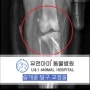 하남 미사 유앤아이동물병원 양측 슬개골탈구 수술
