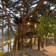 양산 대형 숲속 카페 : 백동 애견 동반 가능 카페
