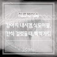 강아지 내시경, 식도 이물, 간식 걸렸을때, 켁켁거림 _ 대전 도안동 24시 응급치료 동물병원