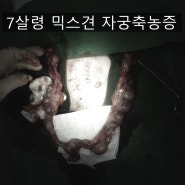 7살령 믹스견 자궁축농증 수술(대구,다사,달성군,달서구 동물병원)