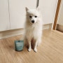 [PetzPark] 펫츠파크 방광건강보조제 :: 강아지방광영양제 · 강아지방광슬러지 케어하기