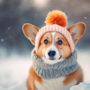 강아지 겨울 산책 눈오는 날 산책시간 강아지 추위를 느끼는 온도 겨울산책 주의사항