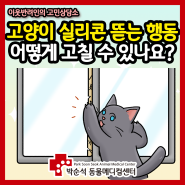 고양이 실리콘 뜯는 행동, 어떻게 고칠 수 있나요? [이웃반려인 고민상담/박순석동물메디컬센터/대구 동물병원]