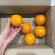 올팜 오렌지 수확기간, 실제 수령사진(토마토, 계란, 오렌지, 자몽 4번째 수확중)
