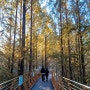 장태산 자연휴양림 - 출렁다리, 숲속 어드벤처 스카이웨이, 스카이타워, 생태연못, 산림욕장