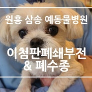 [원흥 삼송 창릉 화전 향동 흥도동 용두동 도래울 도내동 예 동물병원] 강아지 이첨판 폐쇄부전, 강아지 폐수종