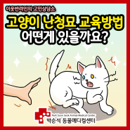 귀가 안들리는 고양이 난청묘 교육방법, 어떻게 하면 될까요?[이웃반려인 고민상담/박순석동물메디컬센터/대구 동물병원]