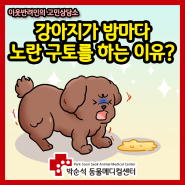 강아지가 밤마다 노란색의 구토를 하는 이유는? [이웃반려인 고민상담/박순석동물메디컬센터/대구 동물병원]