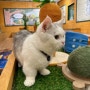 부산 아이와 가볼만한 곳 : 귀여운 고양이가 많은 고양이카페 남포동 "브룩스캣슬 부산"