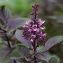 잎이 흑자색(黑紫色)인 바질 '퍼플 러플즈' (Basil 'Purple Ruffles')