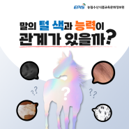 말의 털 색과 능력이 관계가 있을까?