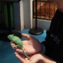 전주이색데이트 즐길 수 있는 어푸어푸 파충류카페