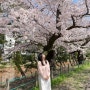 후쿠오카 벚꽃 축제 먹거리와 현장 기록