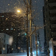 삿포로에서 맞는 다섯 번째 겨울 12월 시작