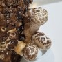 【사회적경제랑 놀자】 직접 키우는 솔송고버섯재배키트! ‘강릉 대관령송암버섯’