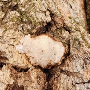 흰구멍버섯 Perenniporia fraxinophila 추정