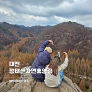 12월 초의 대전 장태산자연휴양림 단풍 적정 방문 시기