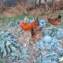 12월1일(토) 밭 정리하고 닭 정리하기