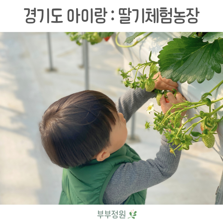 딸기 농장체험 다인이네 일산 파주 딸기농장 가격 후기