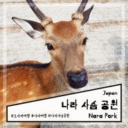 오사카 근교 여행 야생 사슴을 만날 수 있는 나라 사슴공원