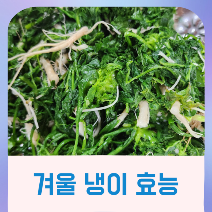 겨울 냉이 효능 - 냉이무침 : 네이버 블로그