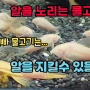 물고기의 부성애! 알을 지키는 아빠 물고기!