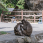 벳푸 다카사키야마 자연동물원 원숭이산 사진 대방출