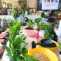 [강좌후기] 관엽식물 모아 심기 - 경기 이룸학교 업사이클 원예 & 생태체험